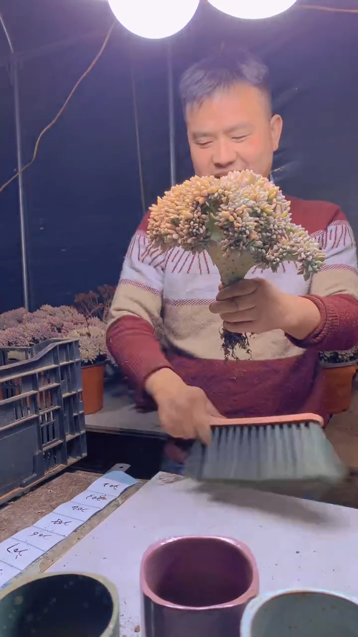 【闪购商品】缀化202