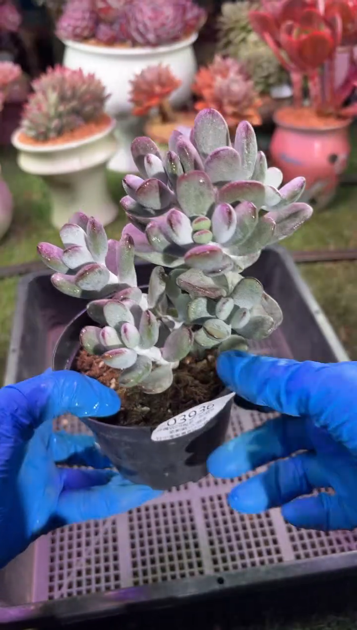 【闪购商品】03936