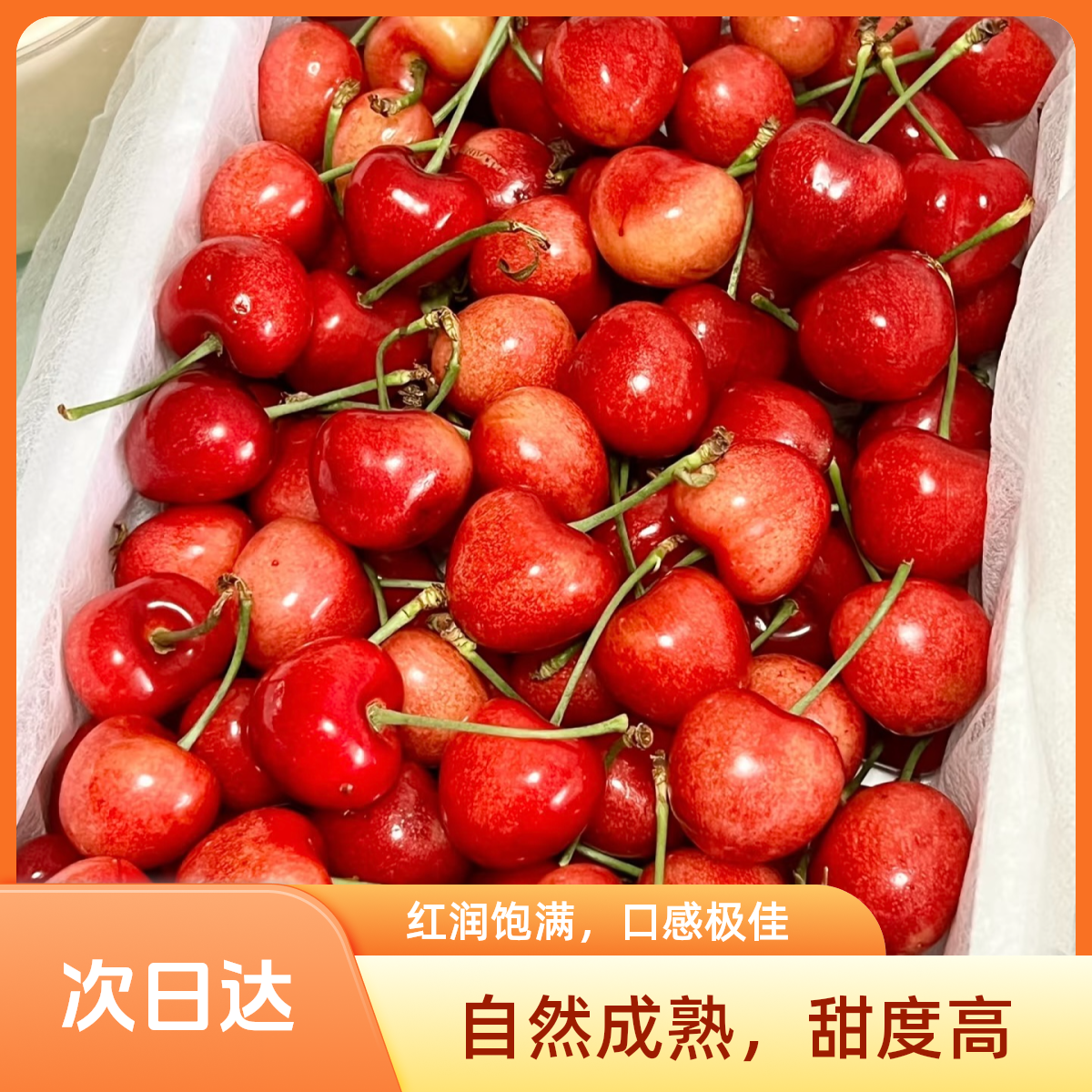 【次日达】山东头茬大樱桃 陆地果 皮薄肉厚  沙系 孕妇孩子水果 5-14g  非美早萨米托 现采现发 J G沙蜜豆樱桃