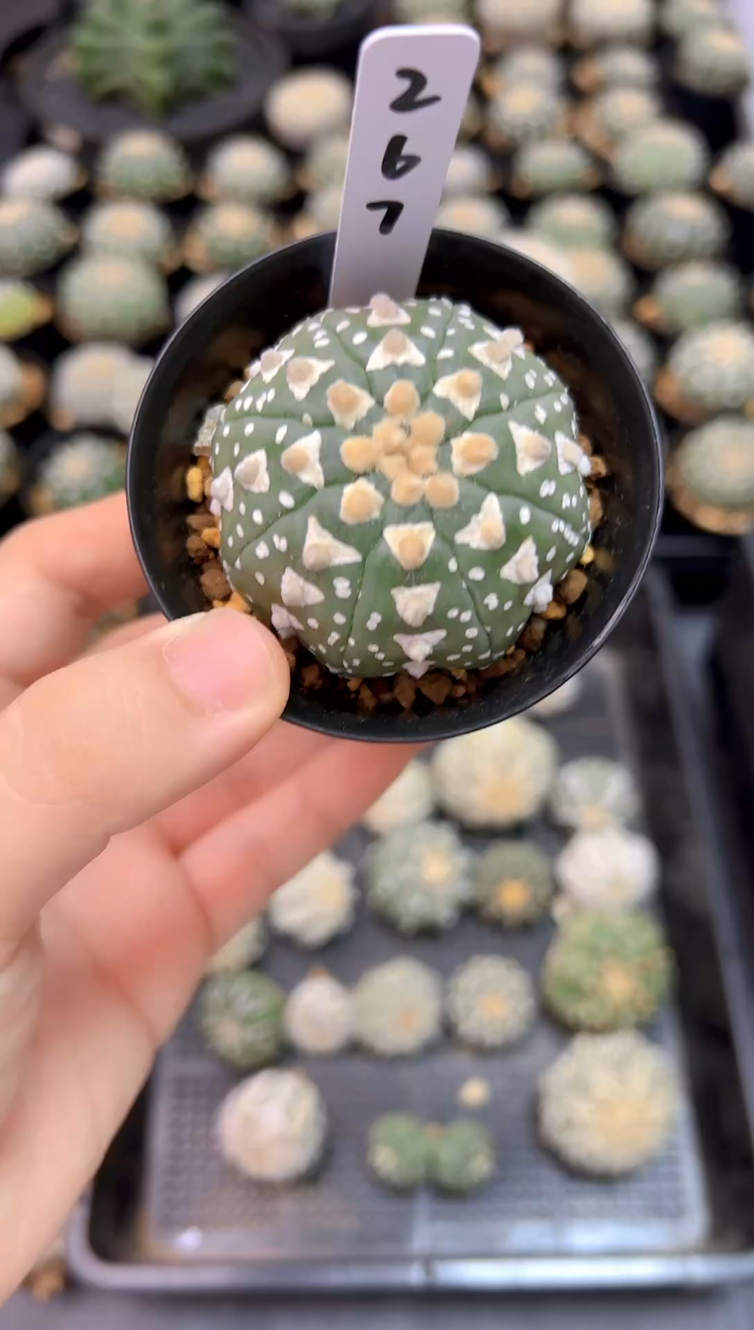 sh实生一颗，编码267