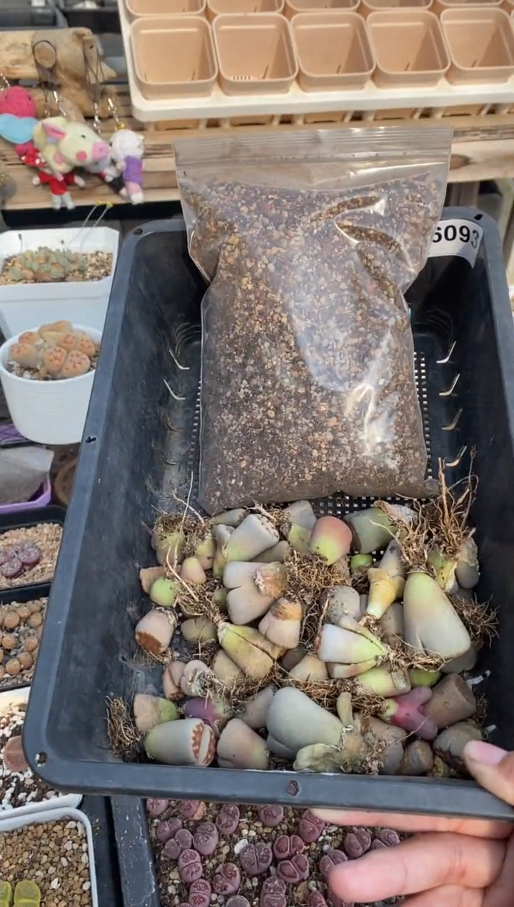 6093 不售后 直播一物一拍