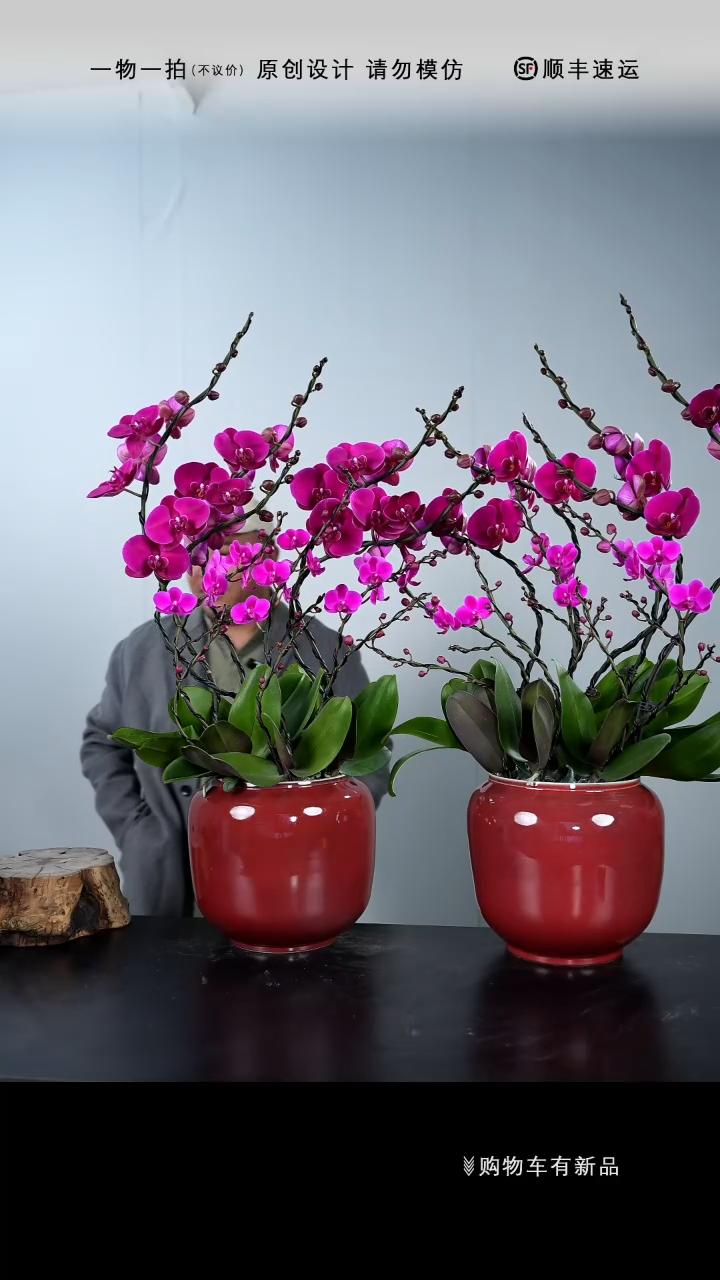 【闪购商品】016号链接【一物一拍】艺术盆景