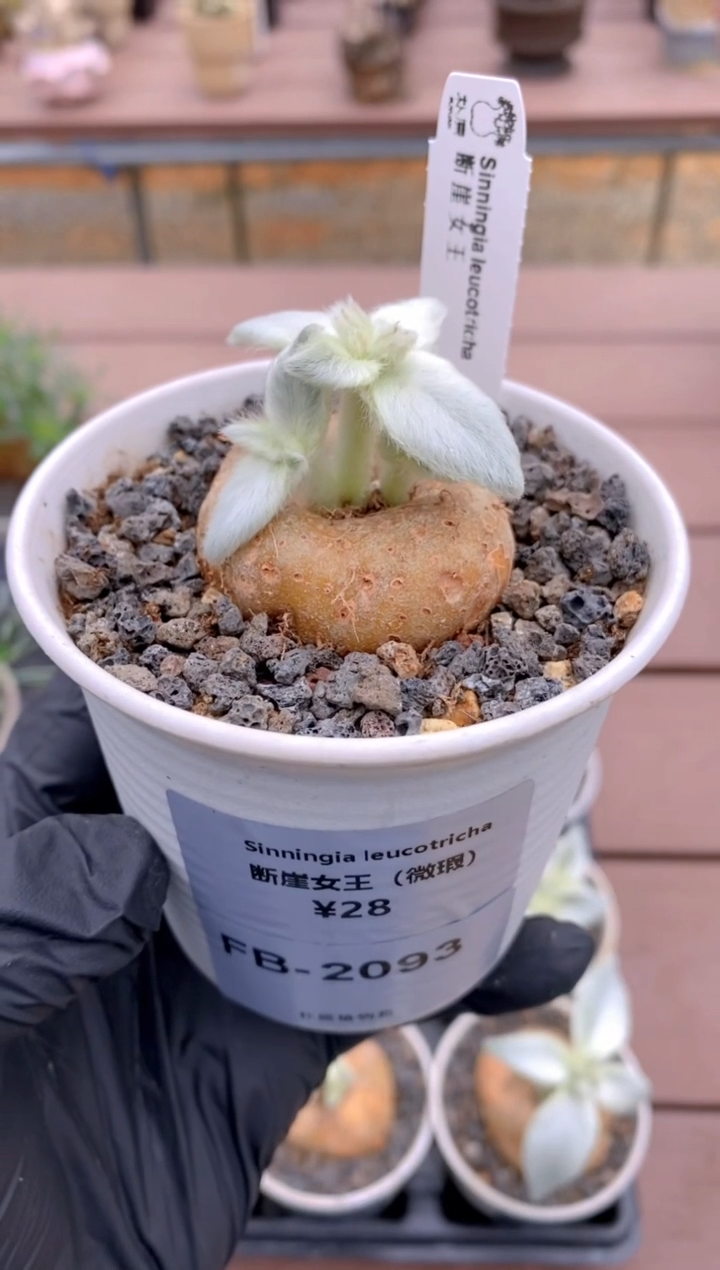 【闪购商品】断崖女王FB-2093