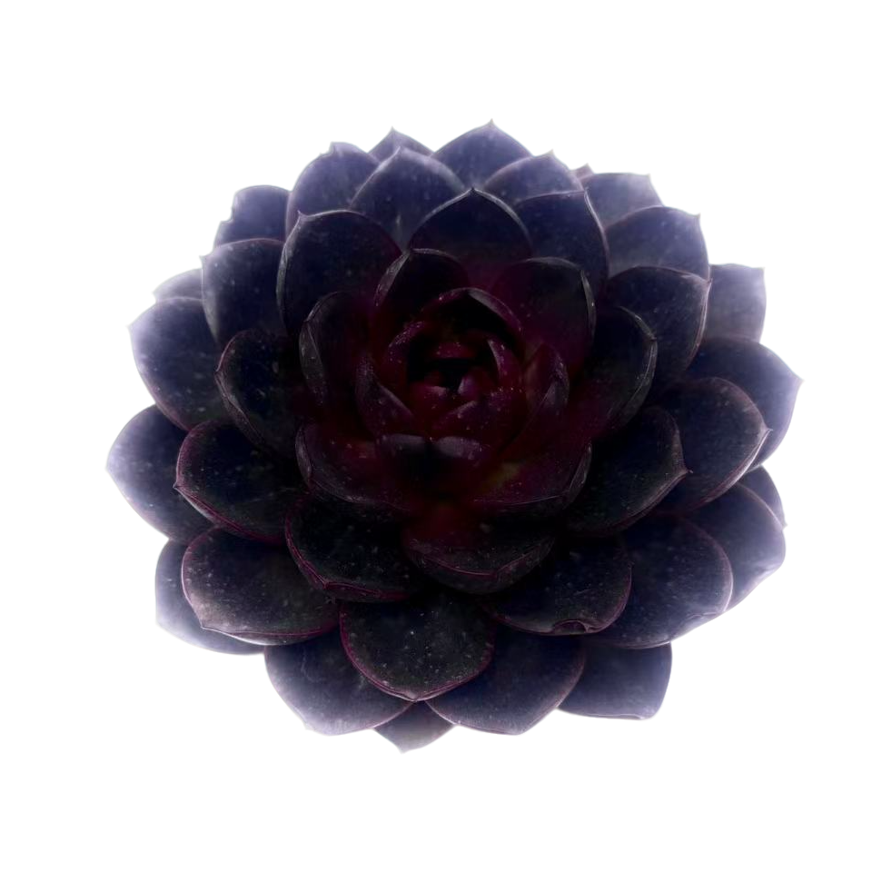 巧克力玫瑰精品多肉  柒喜多肉植物满19.9包邮直播间标准精选精养