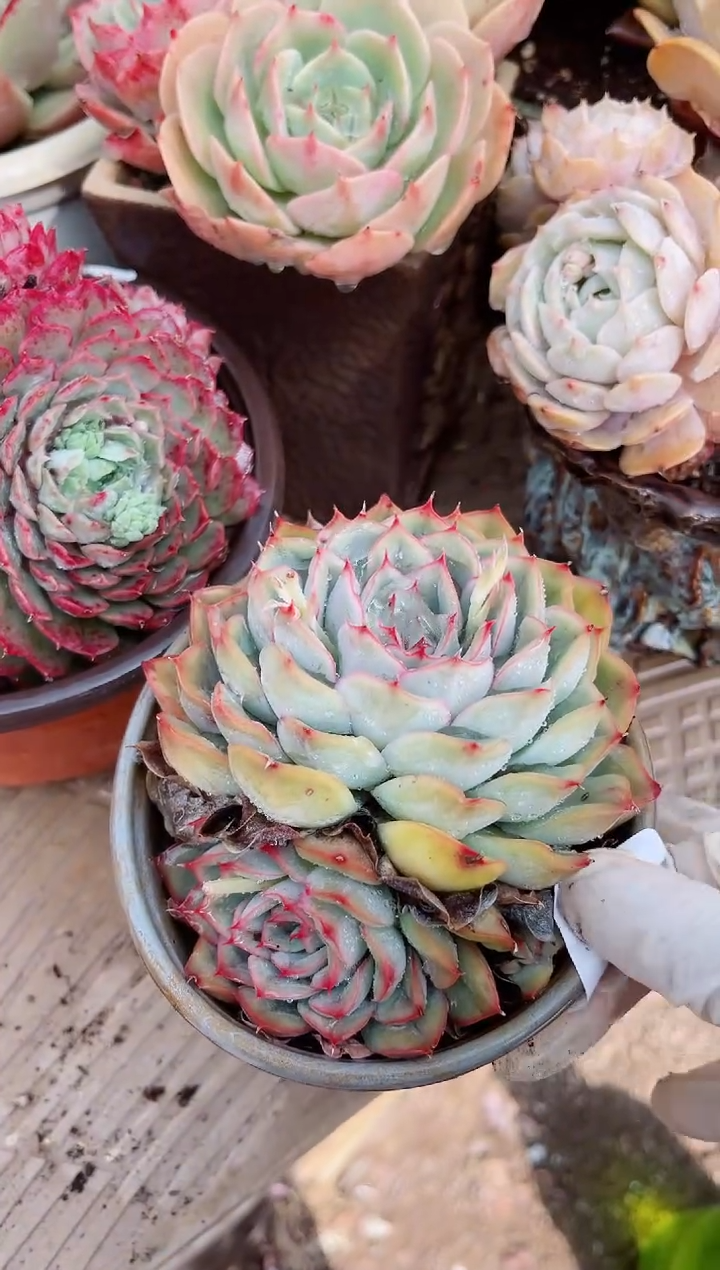 【闪购商品】19008