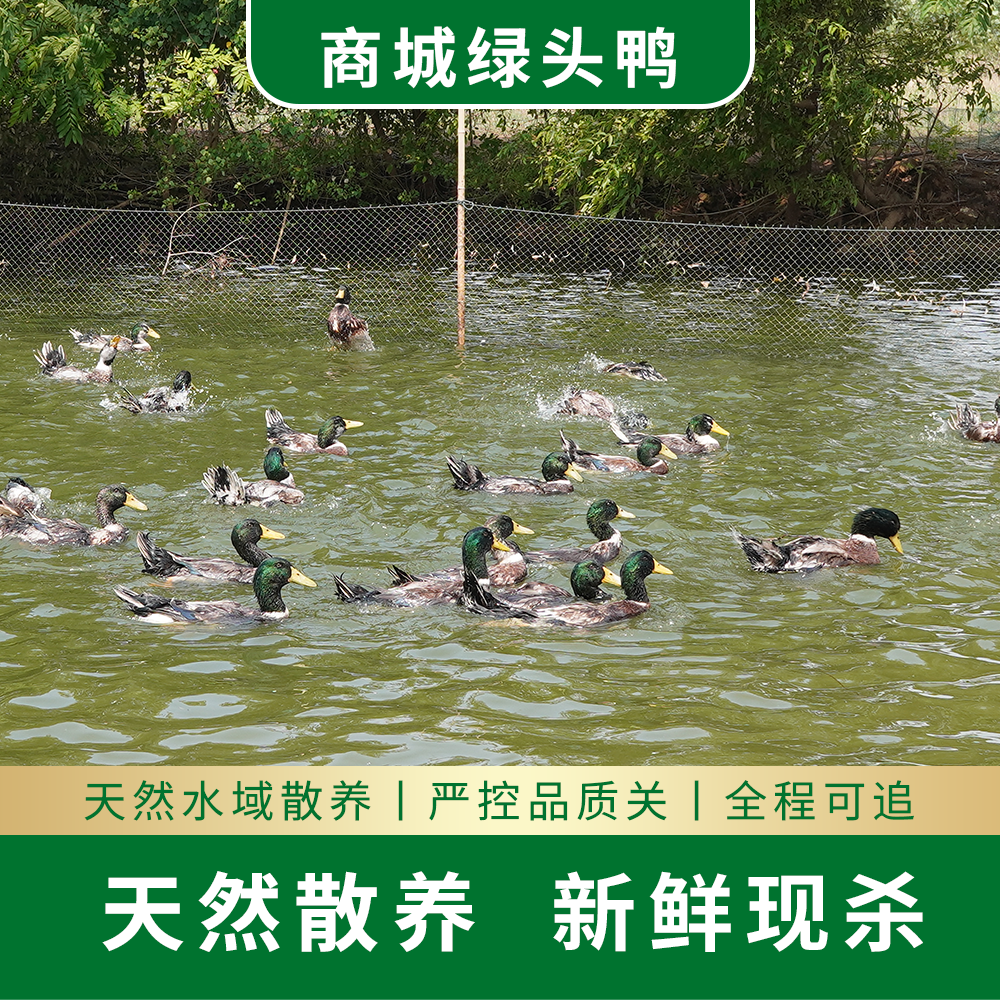 【亿众源精品老鸭】自然水域正宗散养1年以上绿头老鸭炖汤顺丰包邮