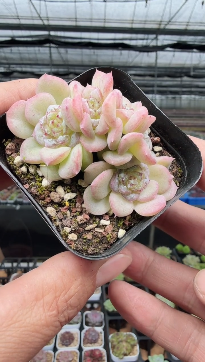 东云多肉园新款-134