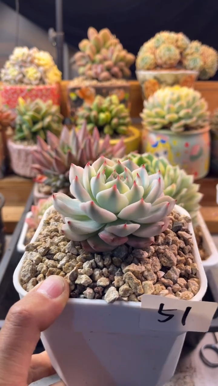 51吉娃娃锦11111111