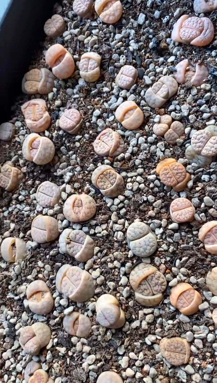 【闪购商品】直播间一物一拍