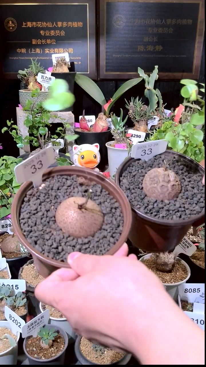 33号1229福利南非龟甲龙买一送一