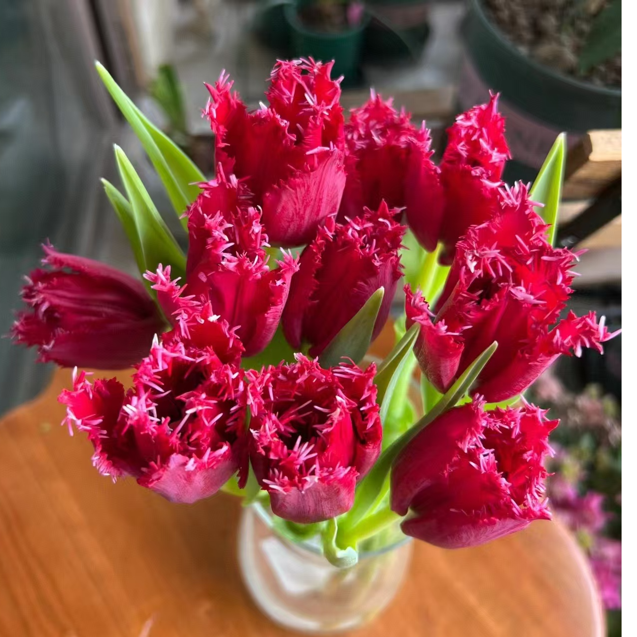 安吉拉郁金香一把（一把10支） 批发花店摆地摊直发一手货源