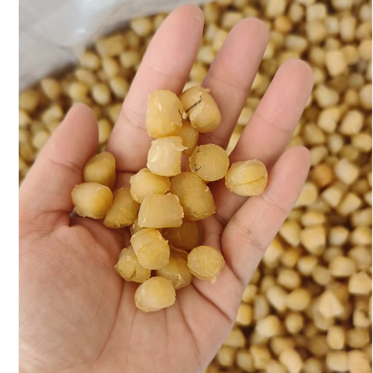 （新鲜大个干贝瑶柱海鲜干货煲汤煮粥