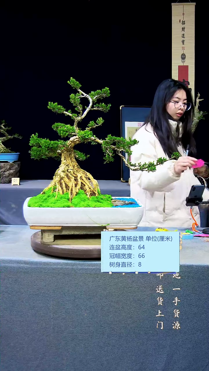 【闪购商品】雀舌黄杨盆景雀舌黄杨盆景