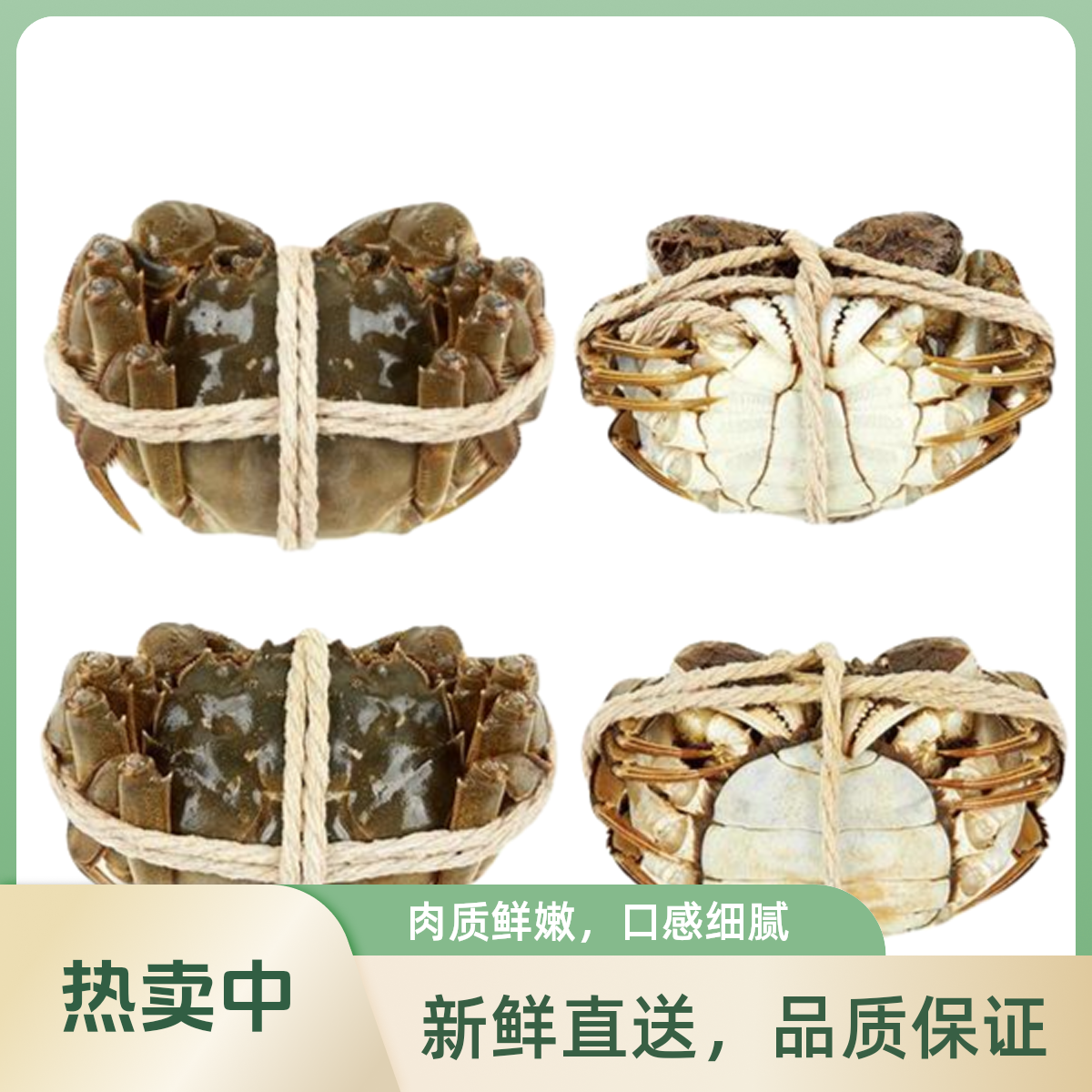 【直发新疆】苏州精品活蟹全母2.5两6只送2只共8只/青海鲜