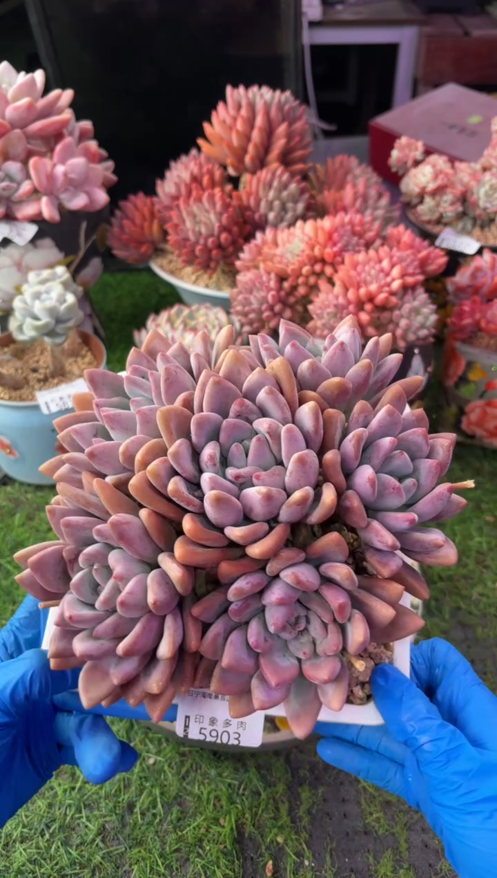 昆明印象多肉5903