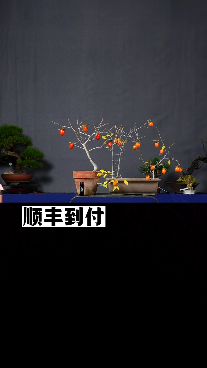 无花朵两颗老鸦 不包邮