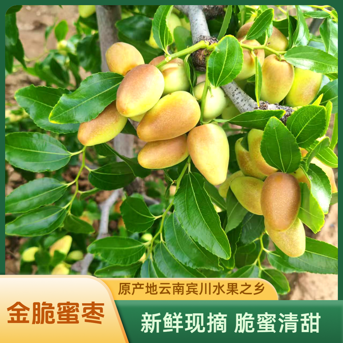 【金脆蜜枣】云南高原大理宾川青枣子弹蜜枣鸡心枣新鲜水果清甜少汁