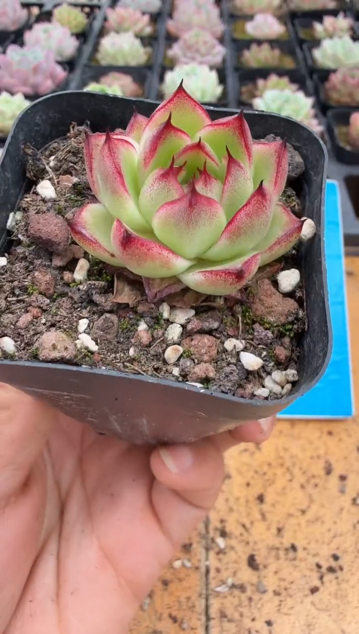 东云多肉园二店-192