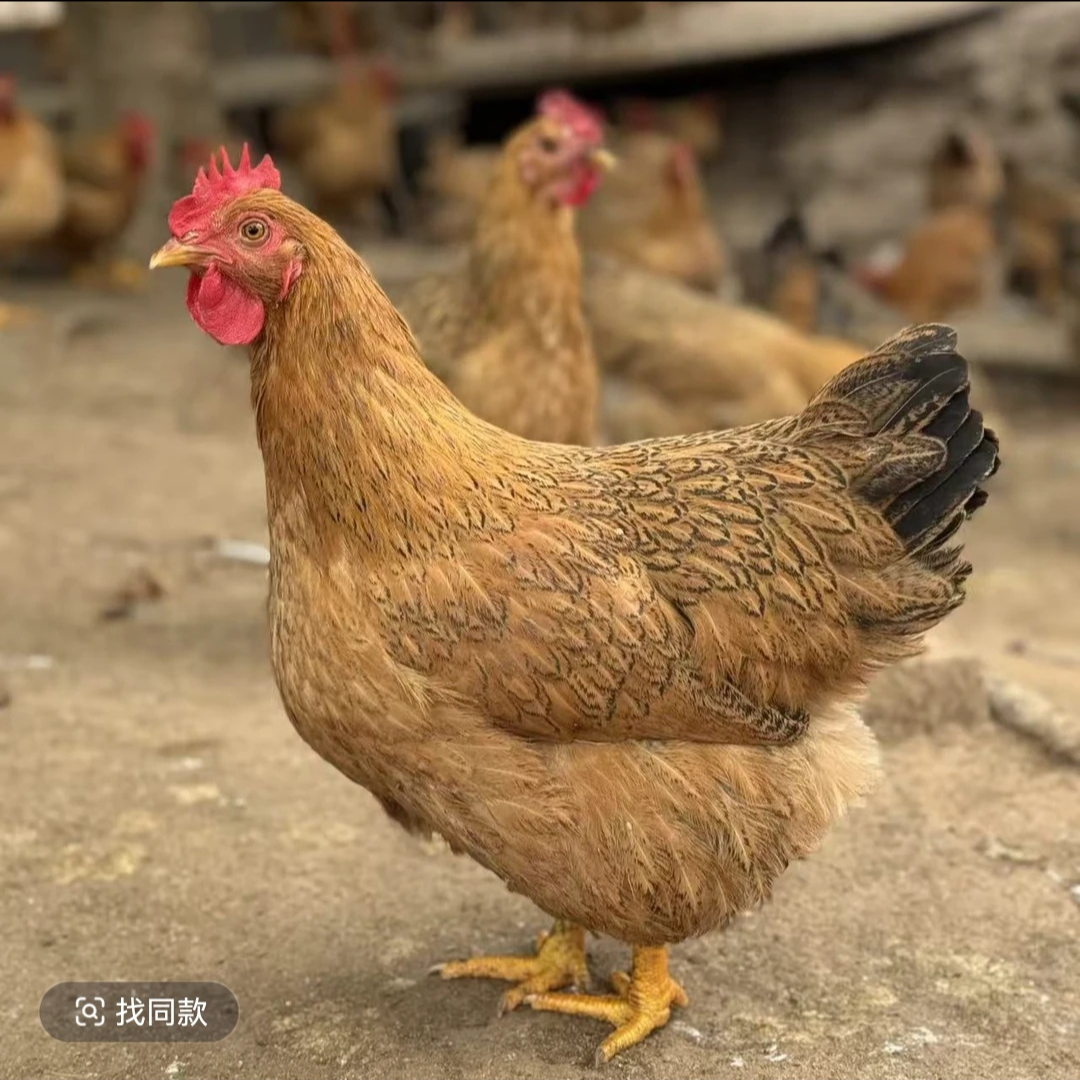 麻羽绿壳土鸡 宠物鸡 长尾鸡 50只（活的顺丰包邮）