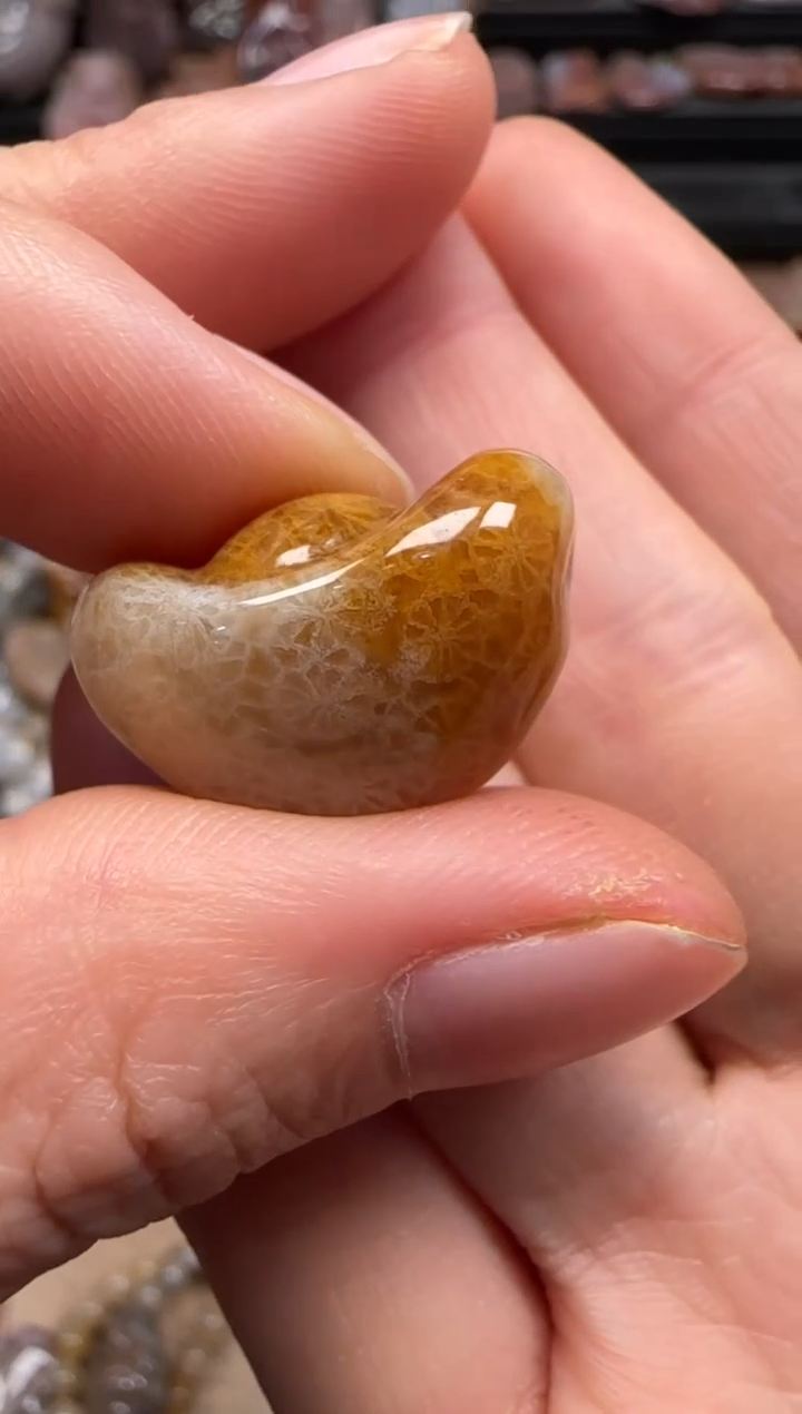 【闪购商品】硅化珊瑚（珊瑚玉）颈饰未镶嵌311