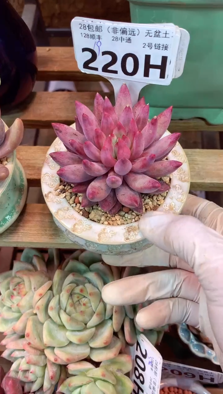 220H（一物一拍，精品多肉，w所见即所得 ）