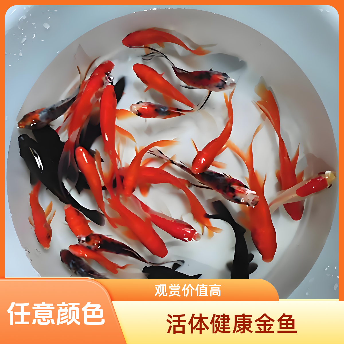 9-12cm【颜色自选】锦鲤草金红色黄色花色白色黑色