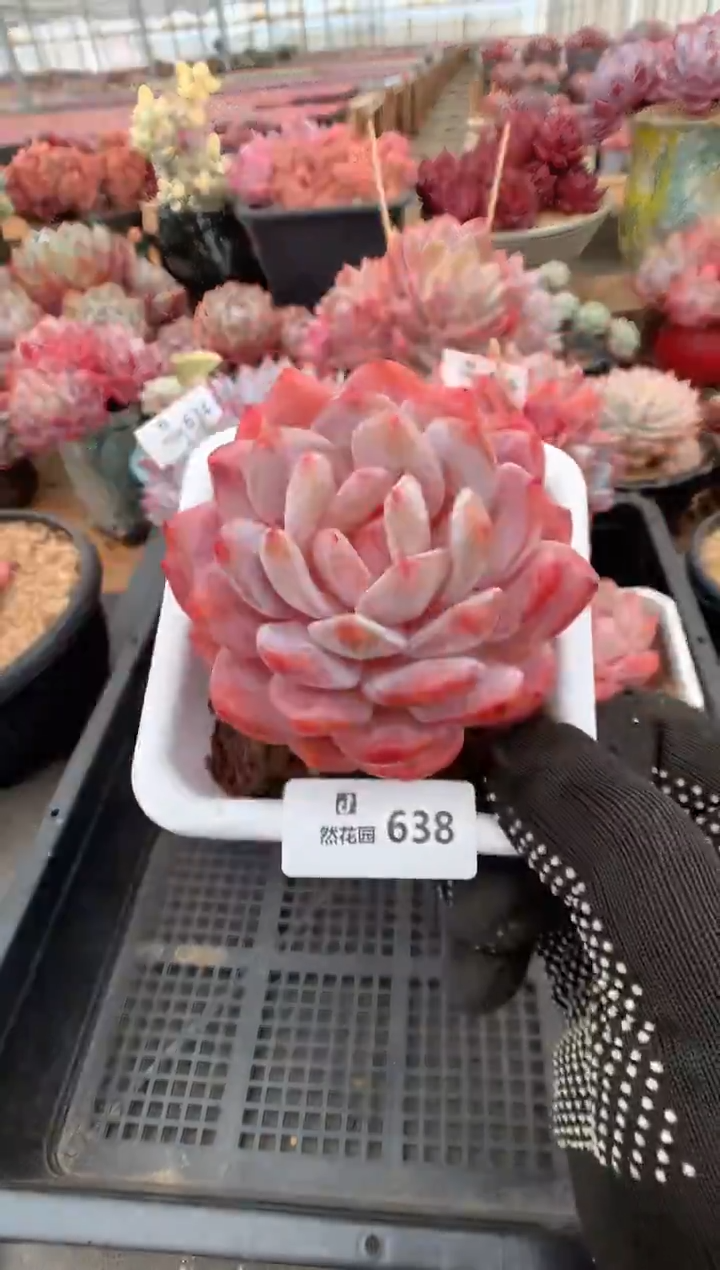 638雪天使多肉植物一物一拍