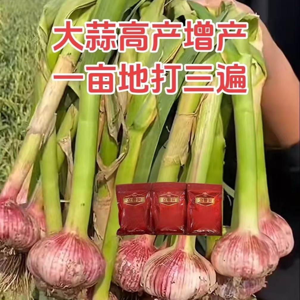 大蒜立普妥一亩地打三遍高产增产水溶肥