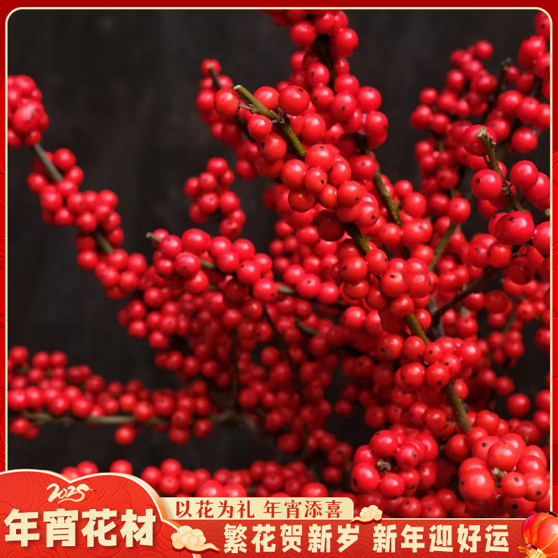 【云舍花卉】一枝独秀造型冬青 冠幅大 果子大（来自新桉品牌基地）