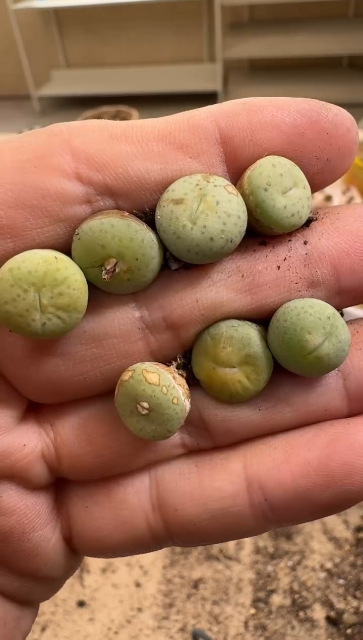 疯狂的多肉石头30-129.一颗奶油