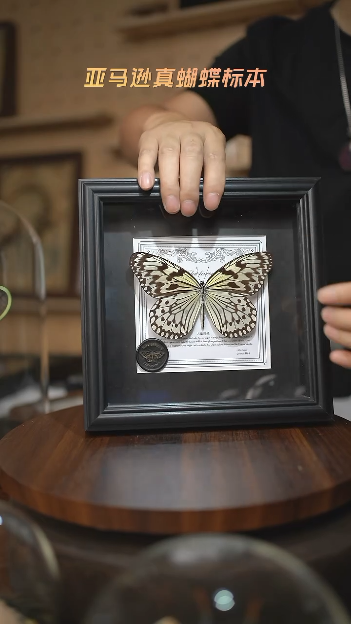 大帛斑蝶盲盒版7寸方框