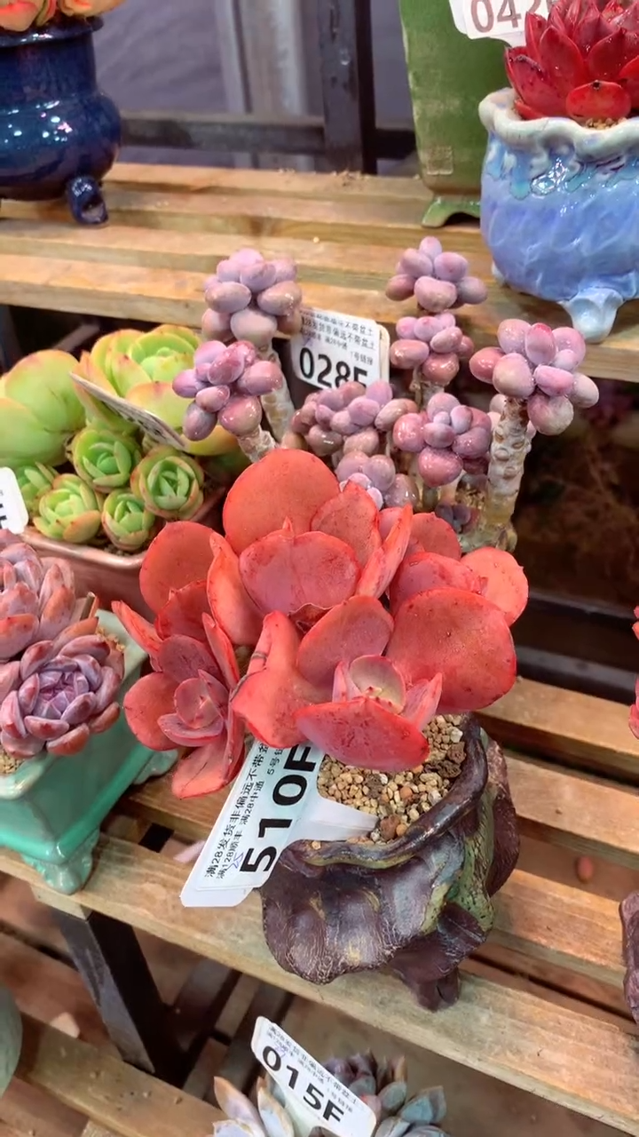 510F（一物一拍实付满28发货，默认不带盆土）