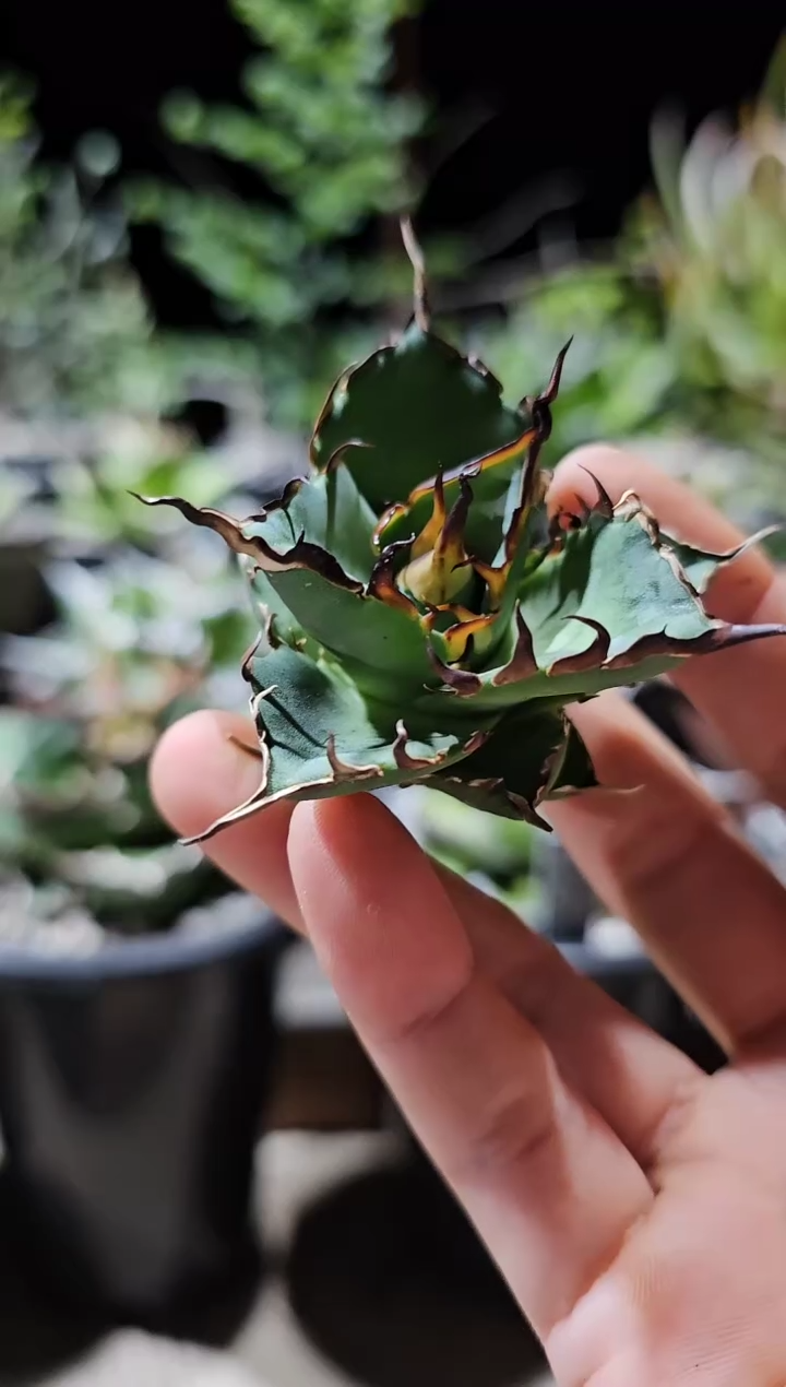 黑帝斯 顶芽 龙舌兰仁王冠 基因保证非组培/直播特价下播结束