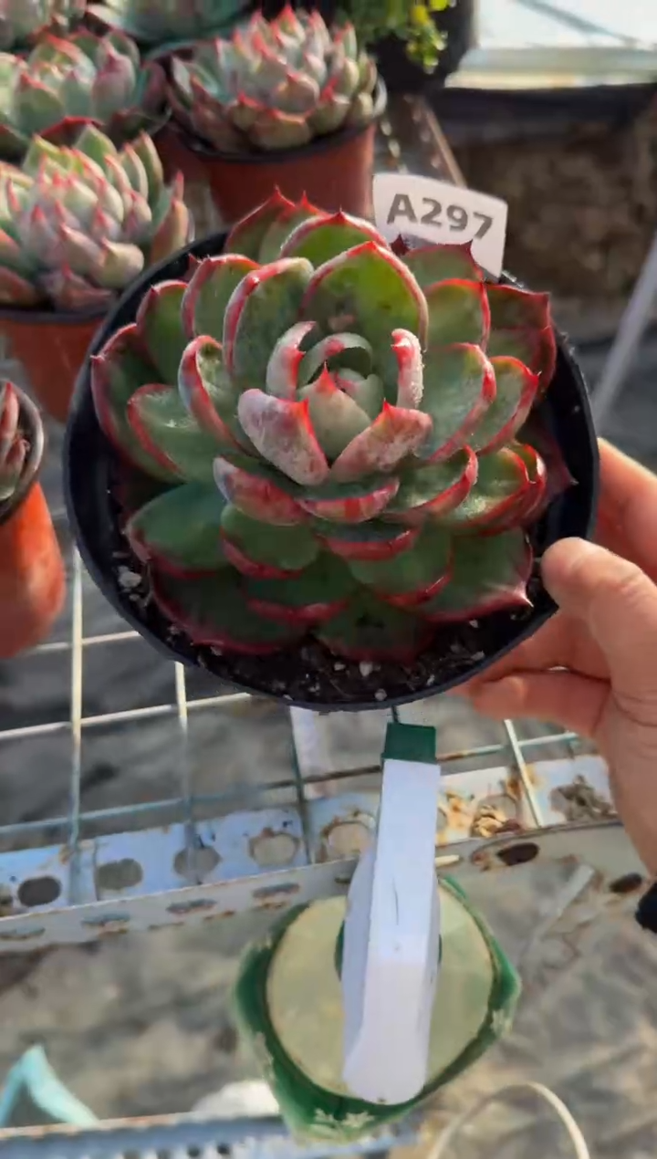 【闪购商品】A297惊鸿仙子（裸根发货）