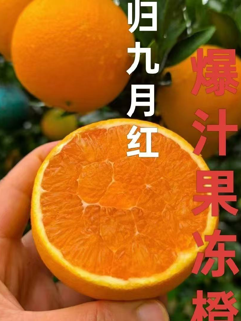 【果园直发】正宗湖北秭归九月红橙子新鲜整箱现摘秭归鲜橙当季水果
