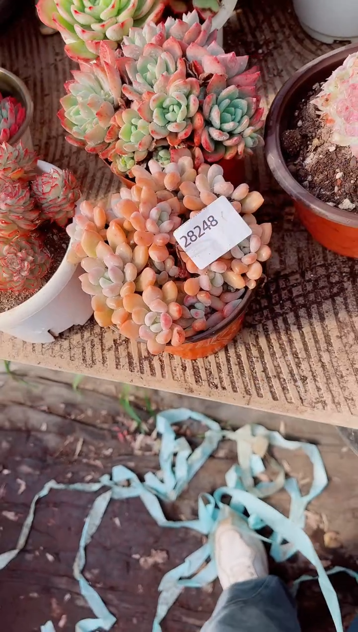 J****)跃跃精品多肉28248