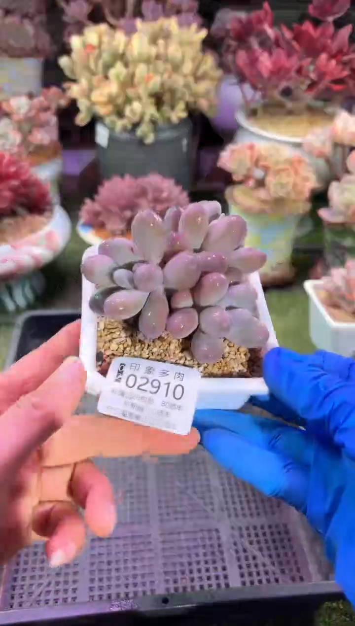 【闪购商品】02910