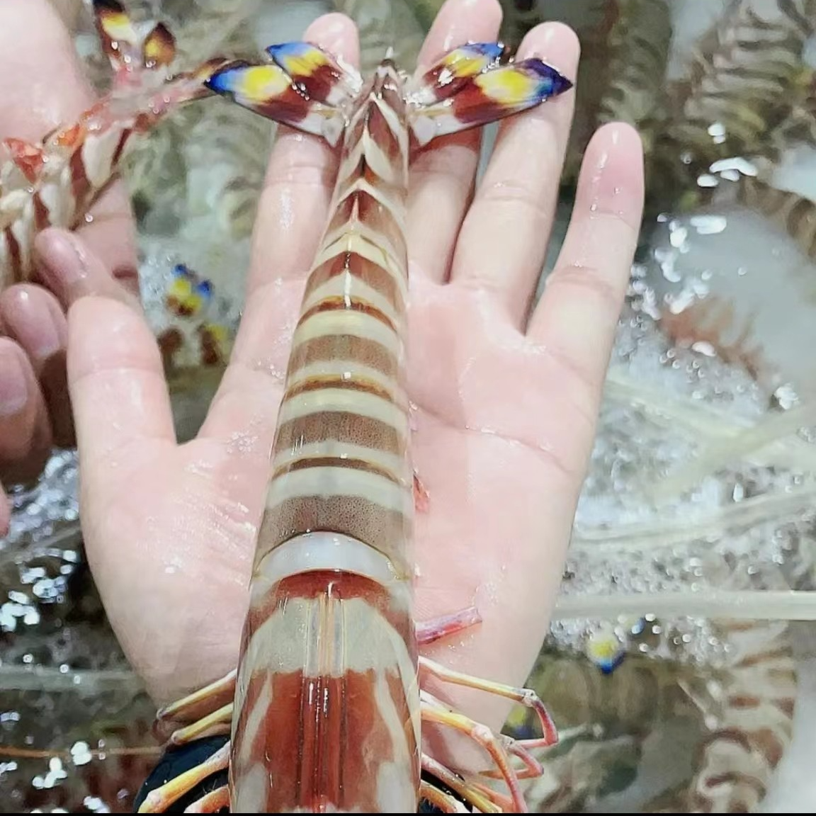 【产季优惠】码头现发 野生斑节虾 海捕大虾 九节虾花虾 鲜活冻大虾