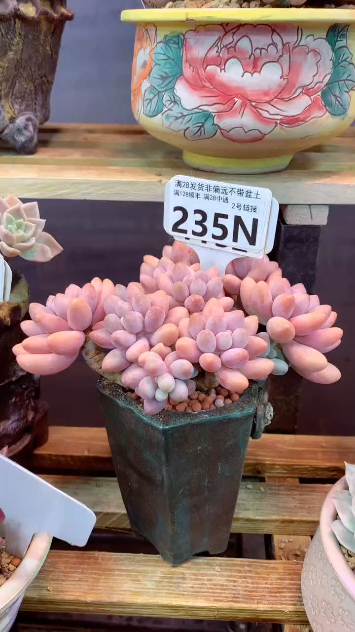 235N 粉色恋人 （一物一拍，精品多肉，所见即所得 ）