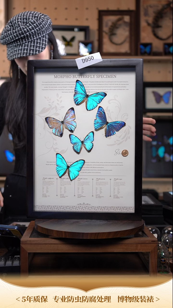 五小闪博物级别装裱收藏级d950