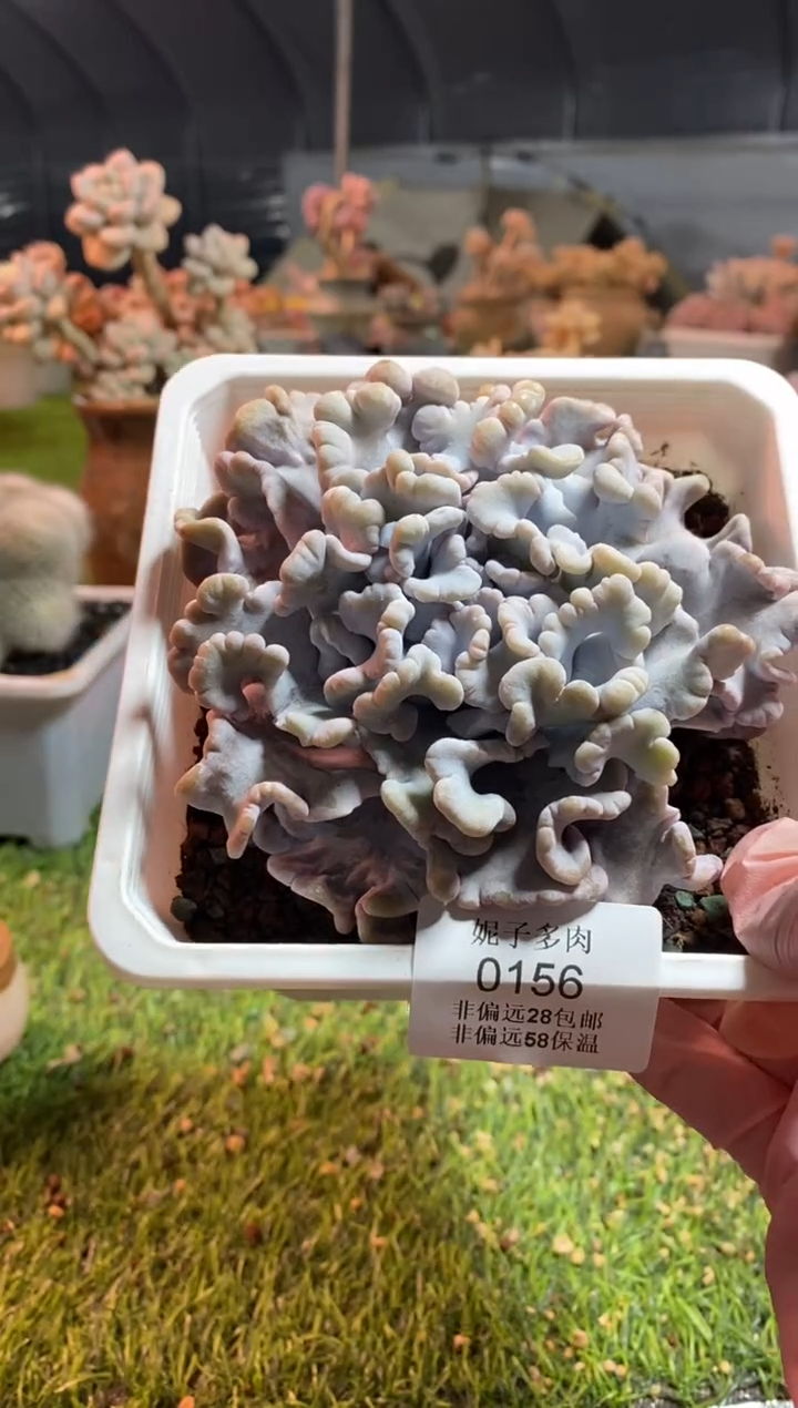【闪购商品】0156a
