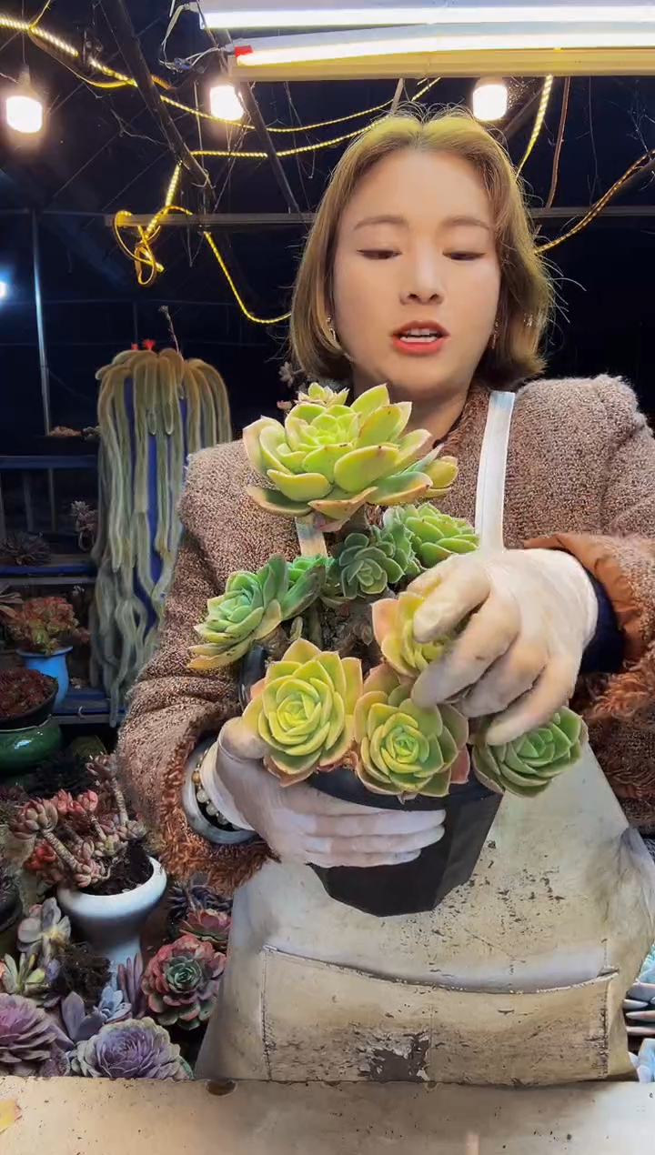 14号一物一拍脱土包邮