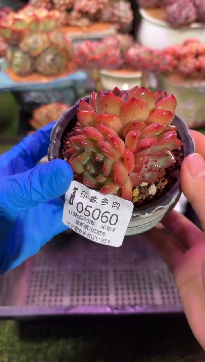 【闪购商品】05060