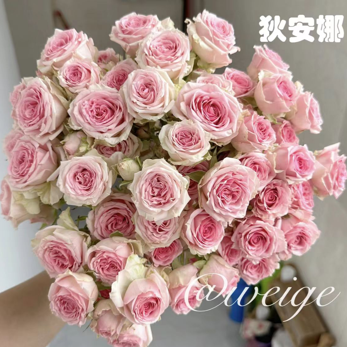 YZ【狄安娜多头玫瑰】