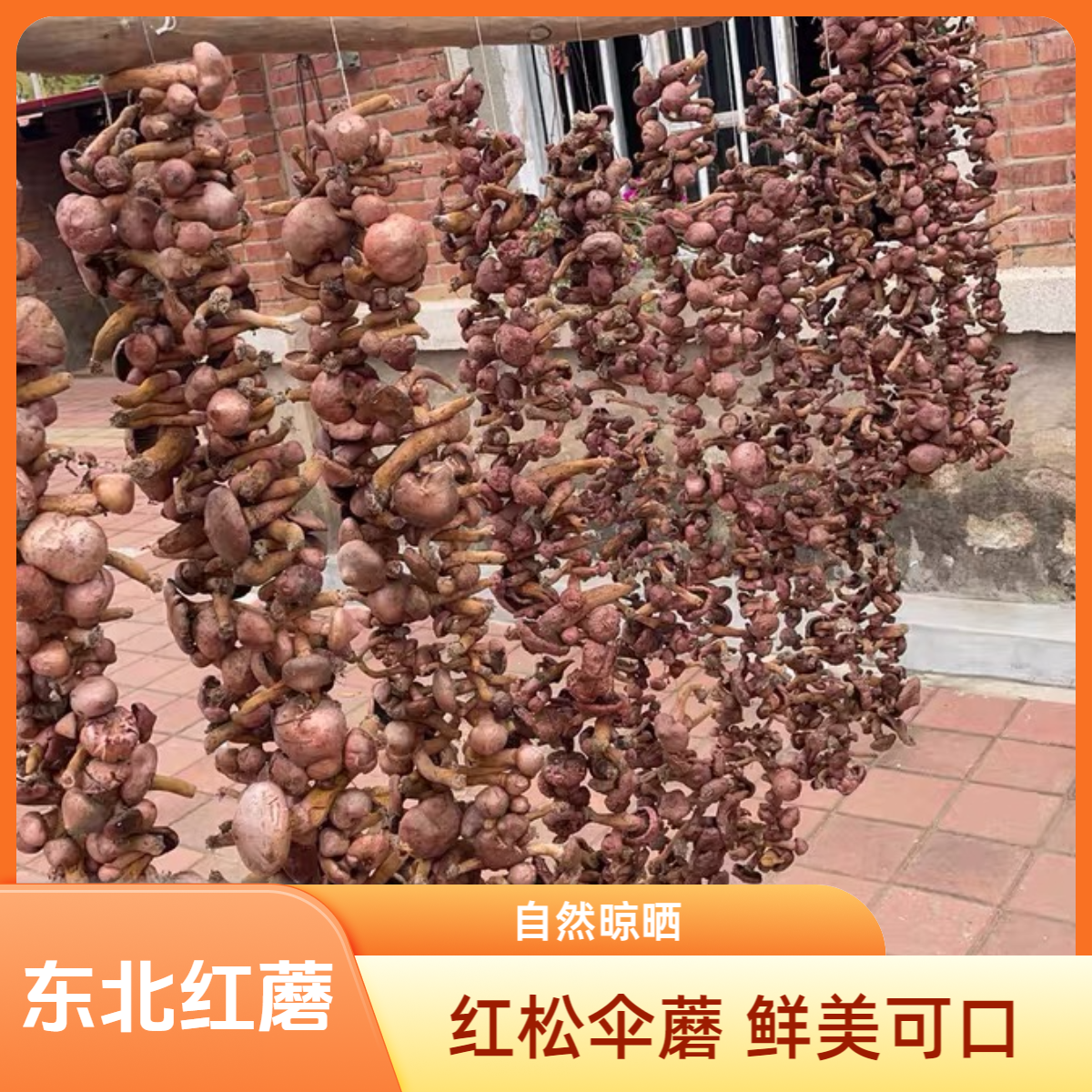 东北特产红蘑肉蘑 红松伞蘑干货干净好清洗自然晾晒