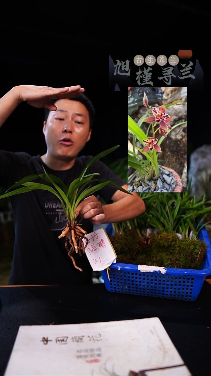 当前无花栽培后可以开花建兰-赤丹（前垄子母）种好发货