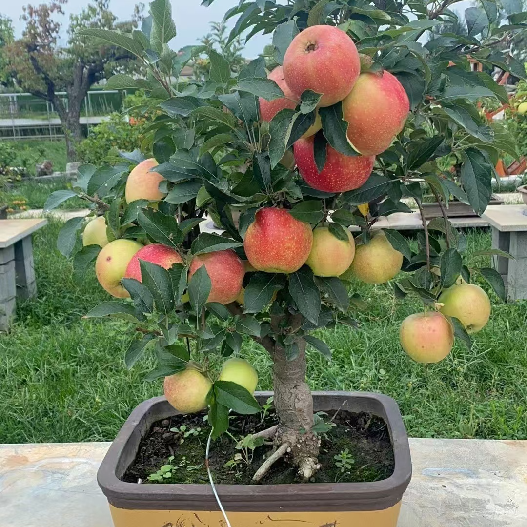 冰糖心 苹果盆景自花 授粉，当年结果，带花苞，好种植