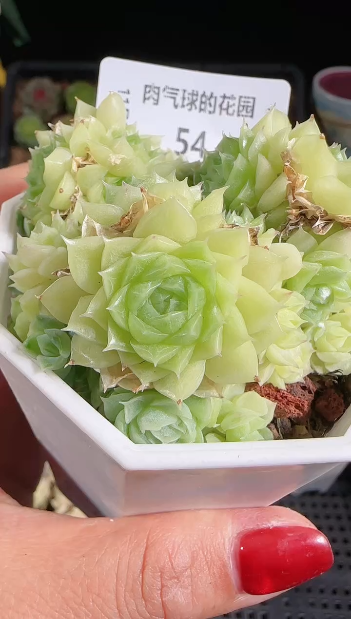 1102-54麦秆群不包整