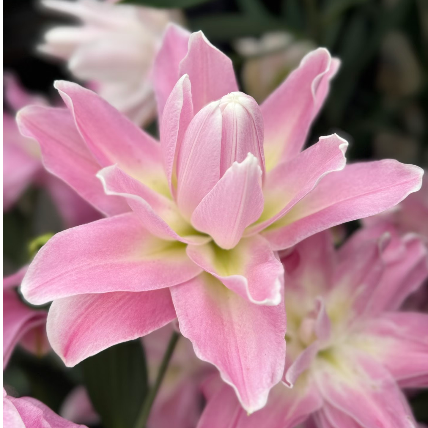【莲花微风】18/20周长耐寒好养重瓣香水百合种球阳台庭院种