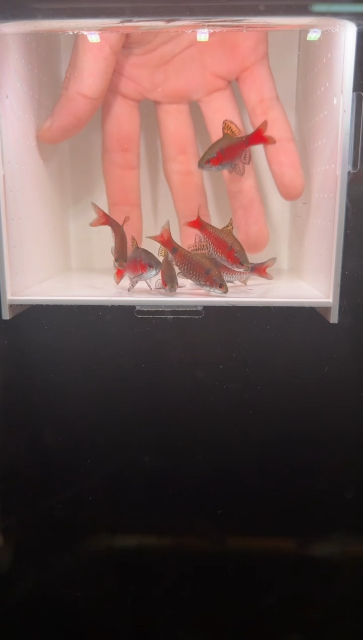 工具鱼钻石彩虹鲫777